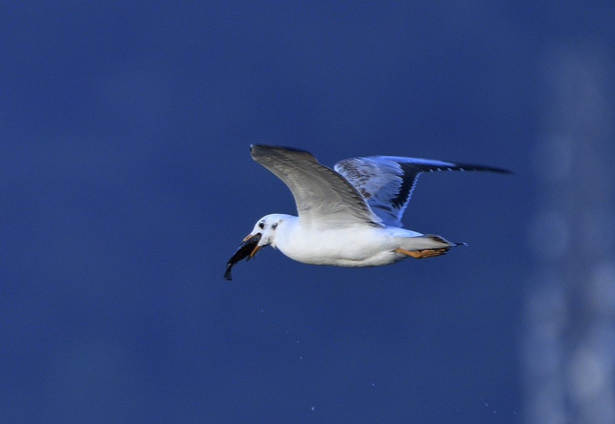 Brown-headed Gull - ML613646346