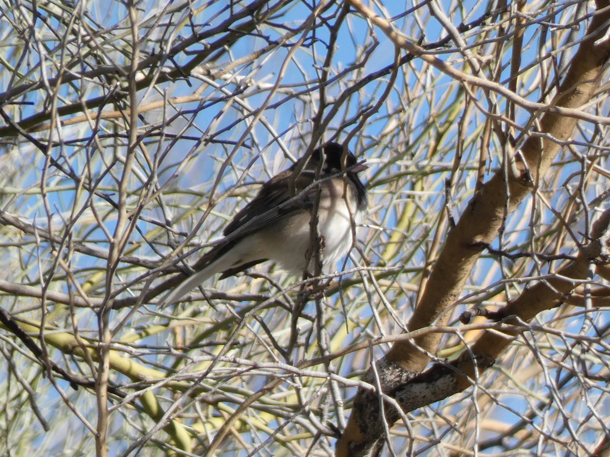 Junco Ojioscuro (grupo oreganus) - ML613646414