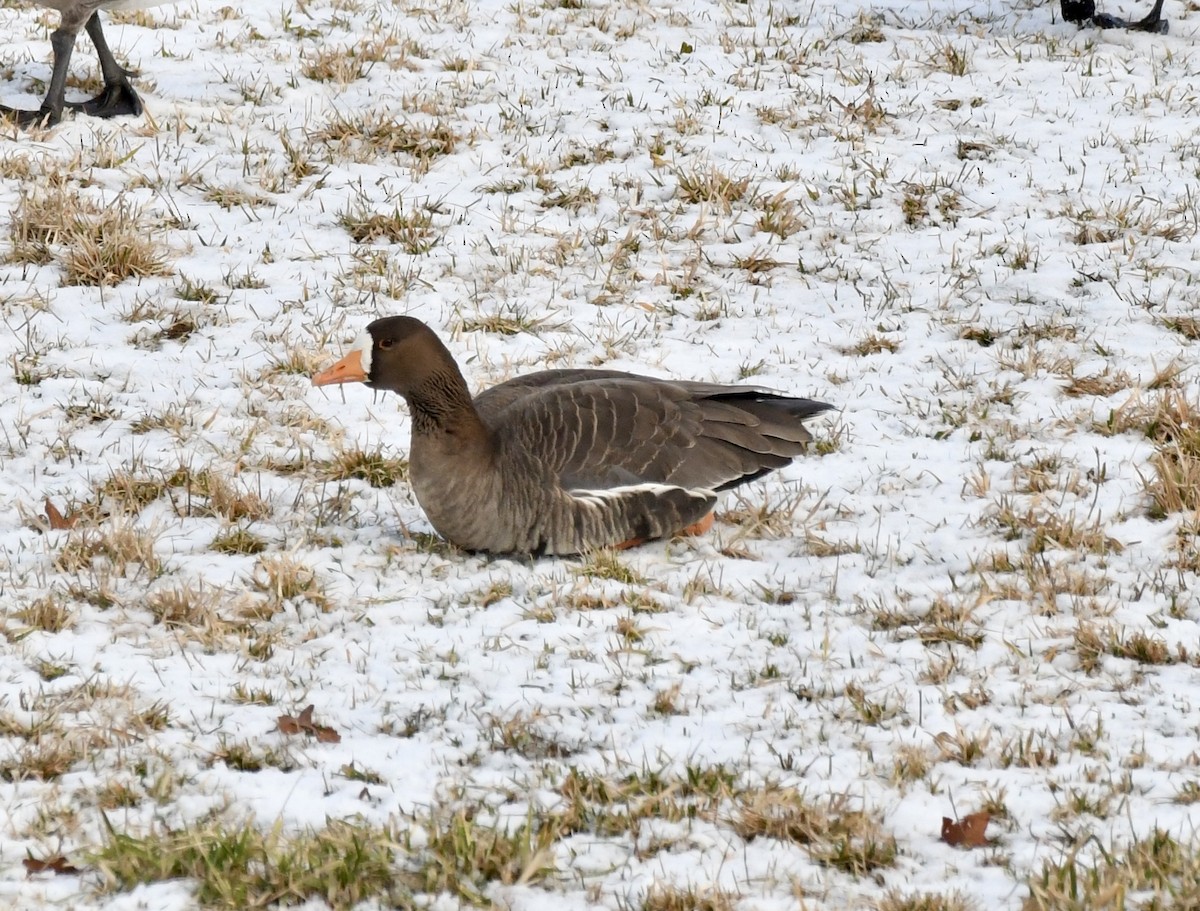 Greater White-fronted Goose - ML613646459