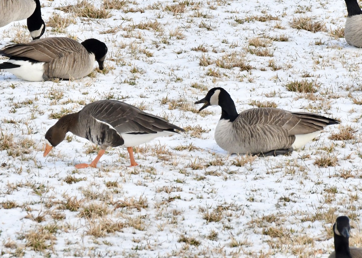 Greater White-fronted Goose - ML613646460