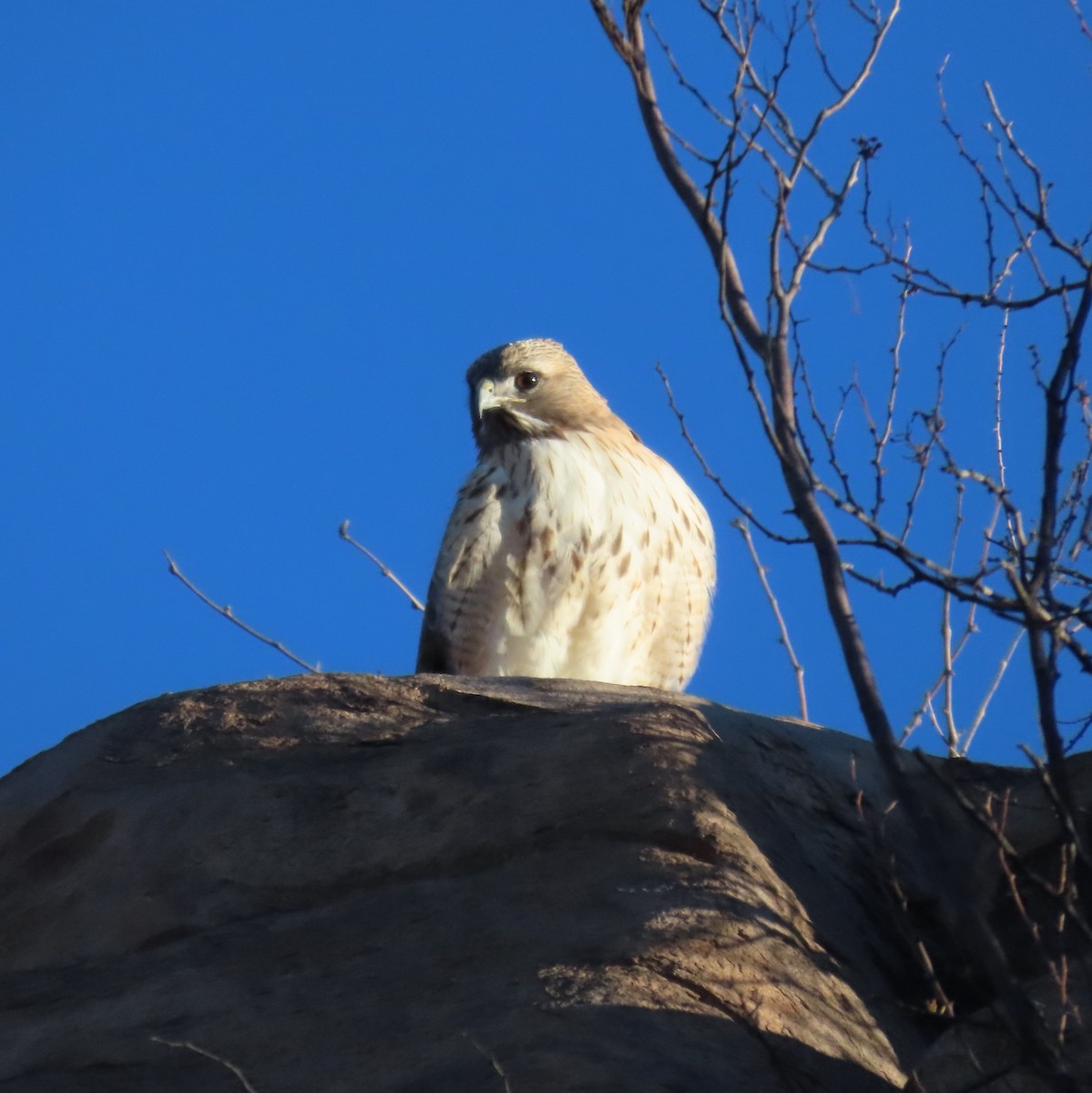 Rotschwanzbussard - ML613646473