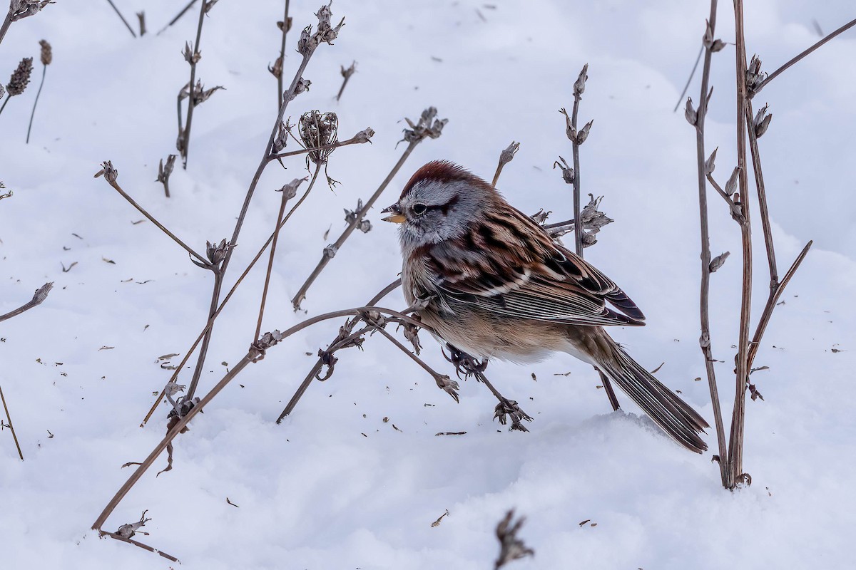 American Tree Sparrow - Gustino Lanese