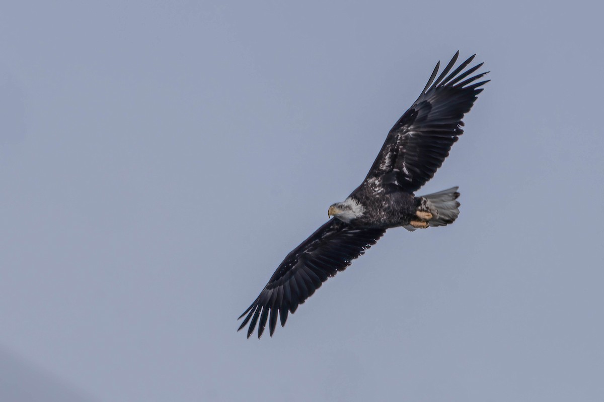 Bald Eagle - Gustino Lanese