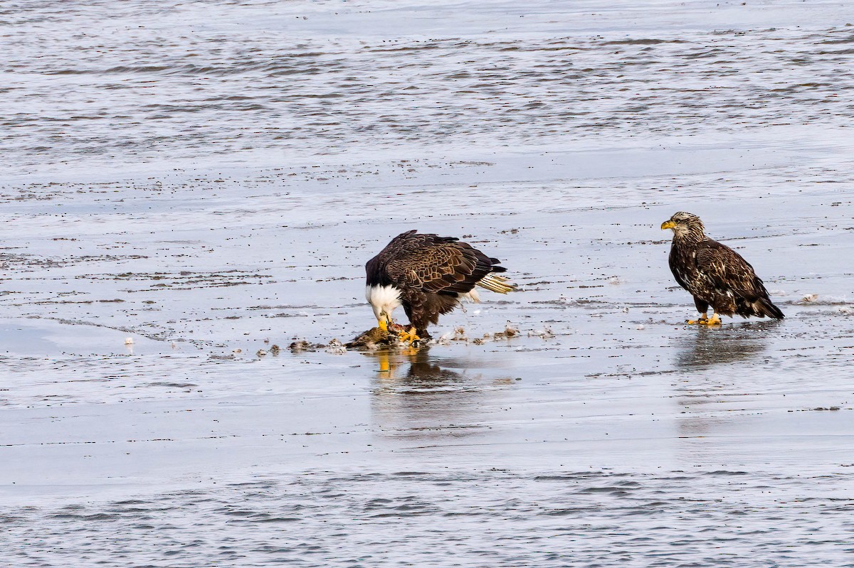 Weißkopf-Seeadler - ML613646496