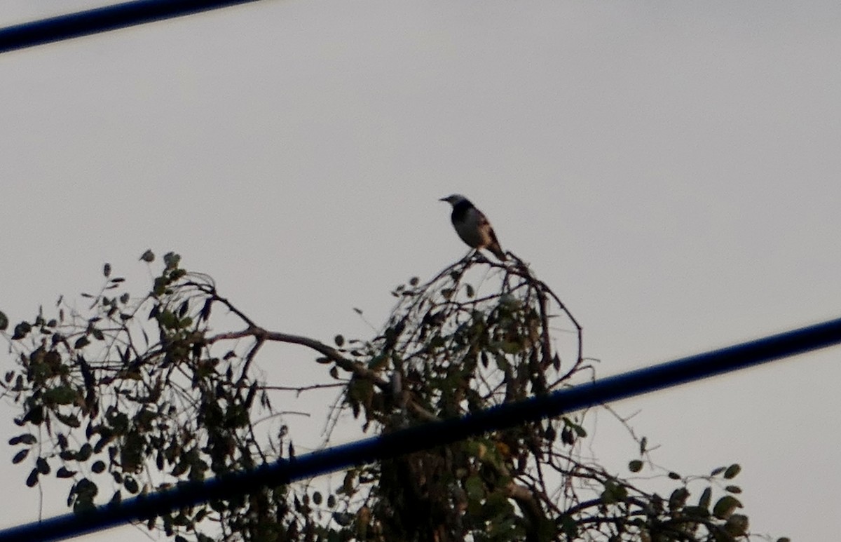 Black-collared Starling - ML613646506