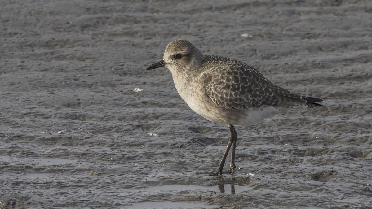 Black-bellied Plover - Eric Ellingson