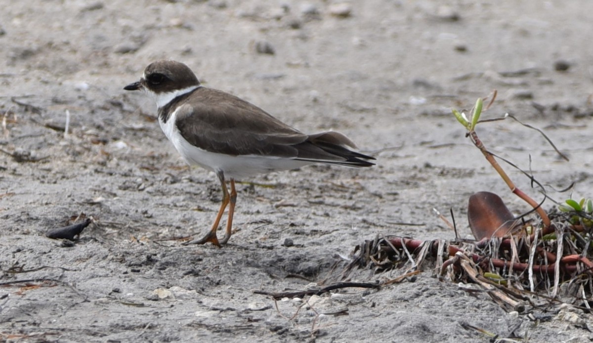 Semipalmated Plover - ML613646519