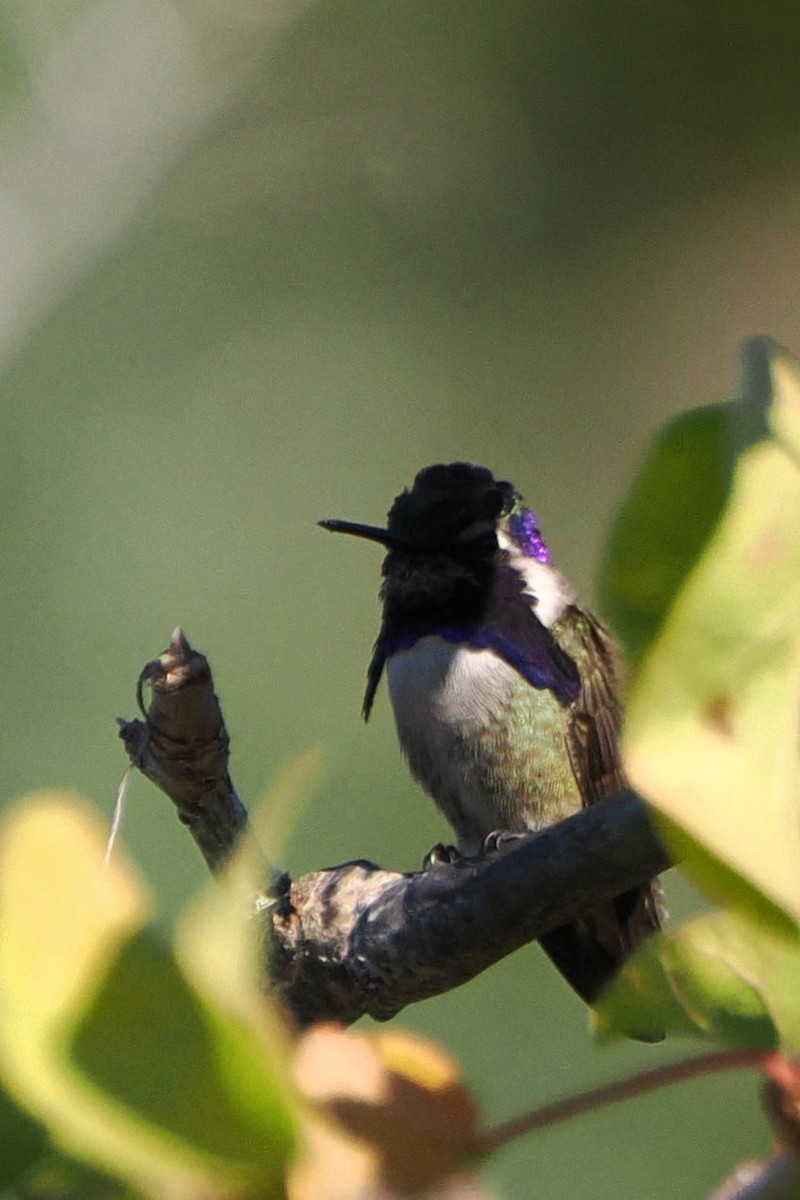 Costa's Hummingbird - ML613646559