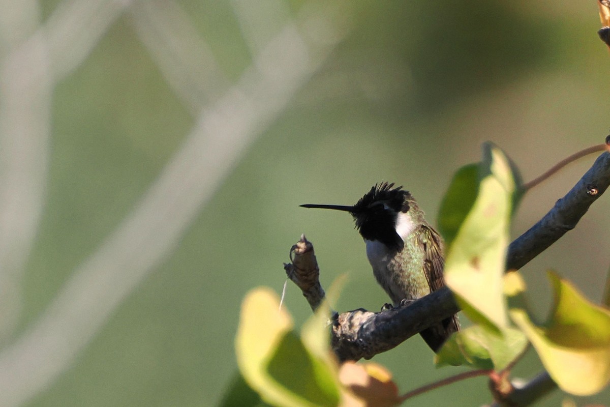 Costa's Hummingbird - ML613646560