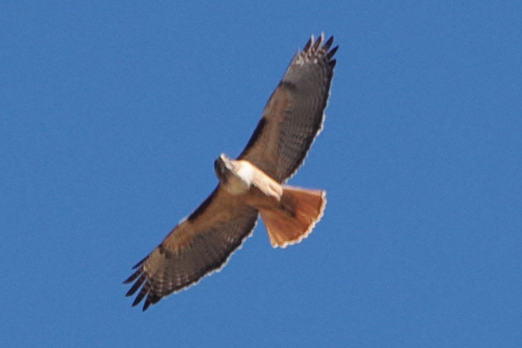 Red-tailed Hawk - ML613646568