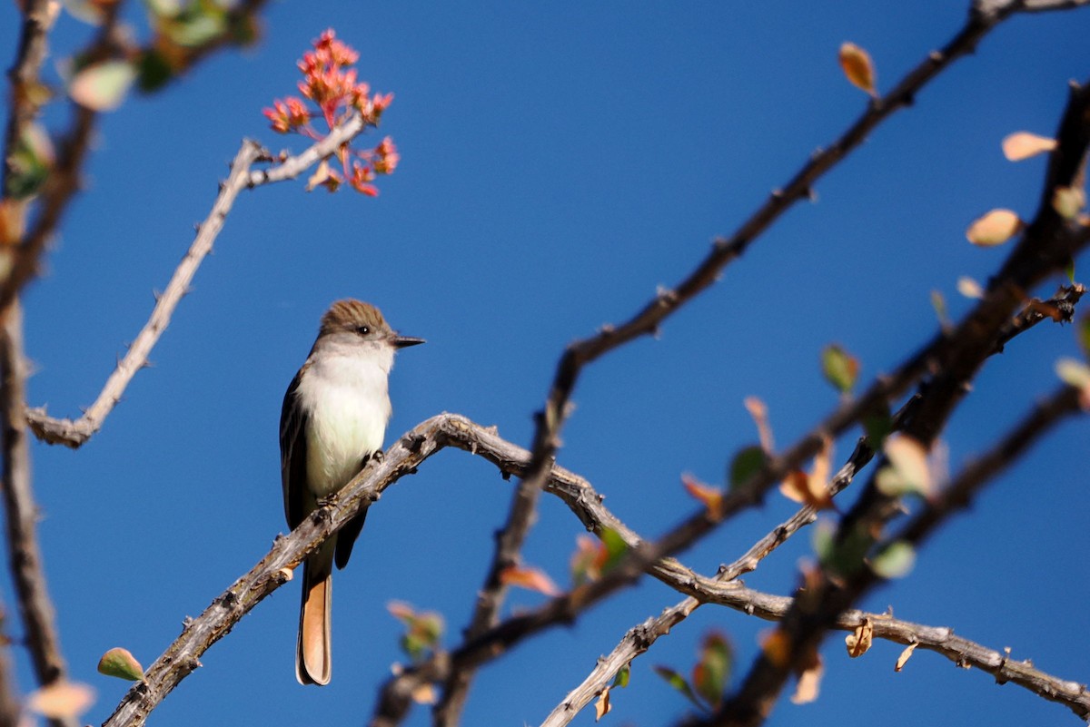 Ash-throated Flycatcher - ML613646576