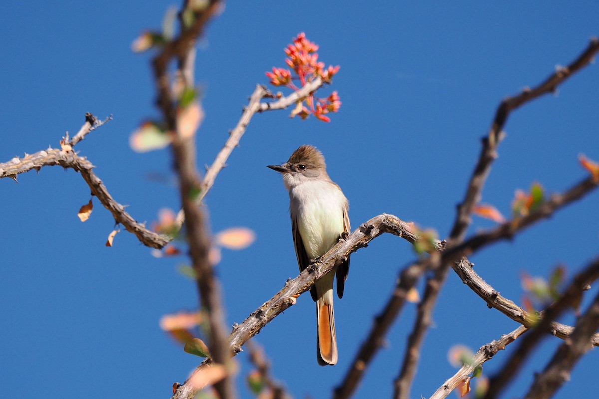 Ash-throated Flycatcher - ML613646578