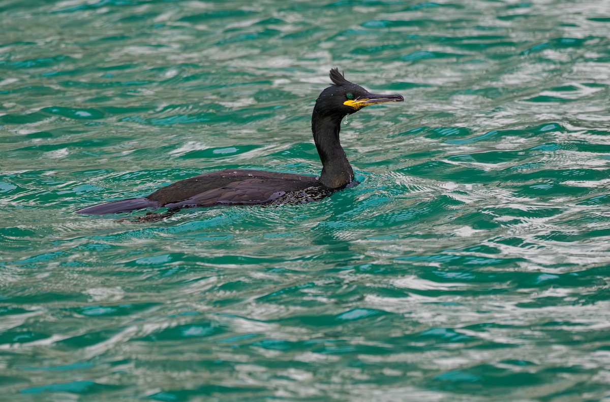 Cormorán Moñudo - ML613646580