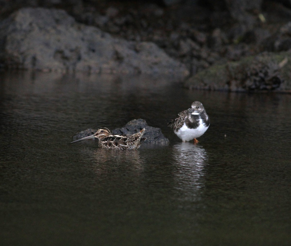 Wilson's Snipe - Carlos Pereira