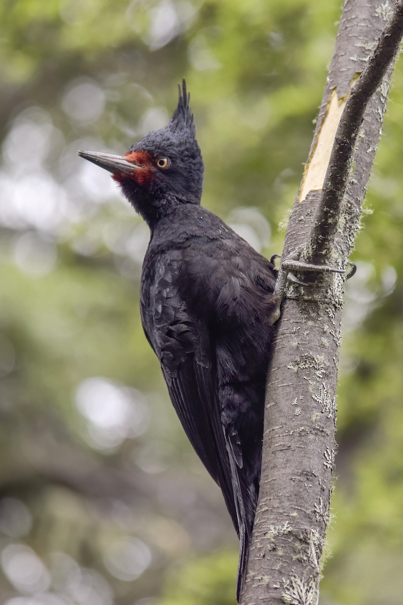 Magellanic Woodpecker - ML613646679