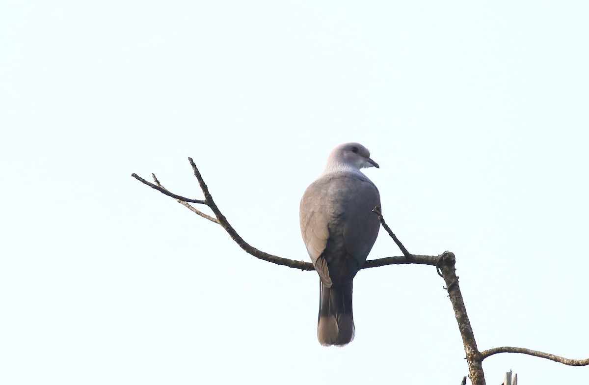 Malabar Imperial-Pigeon - ML613646720