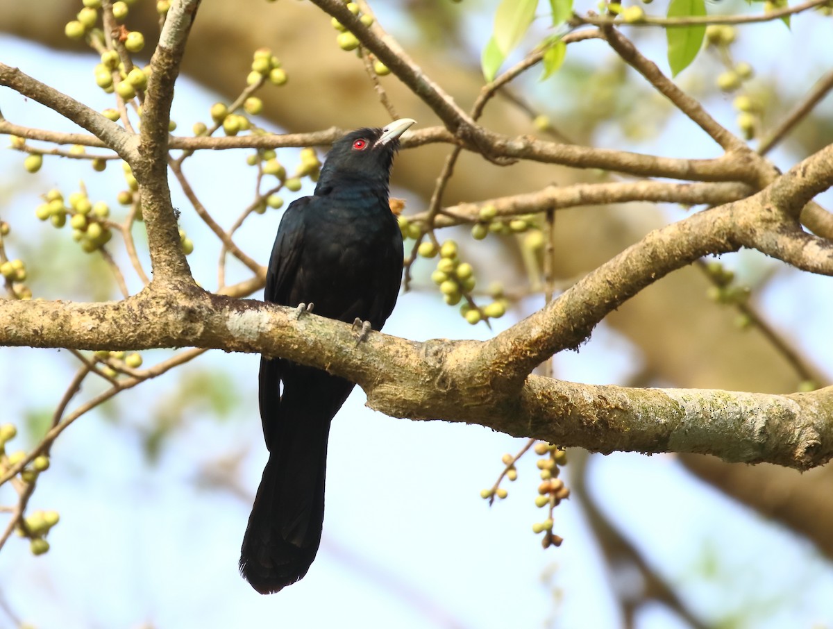 Asian Koel - ML613646728