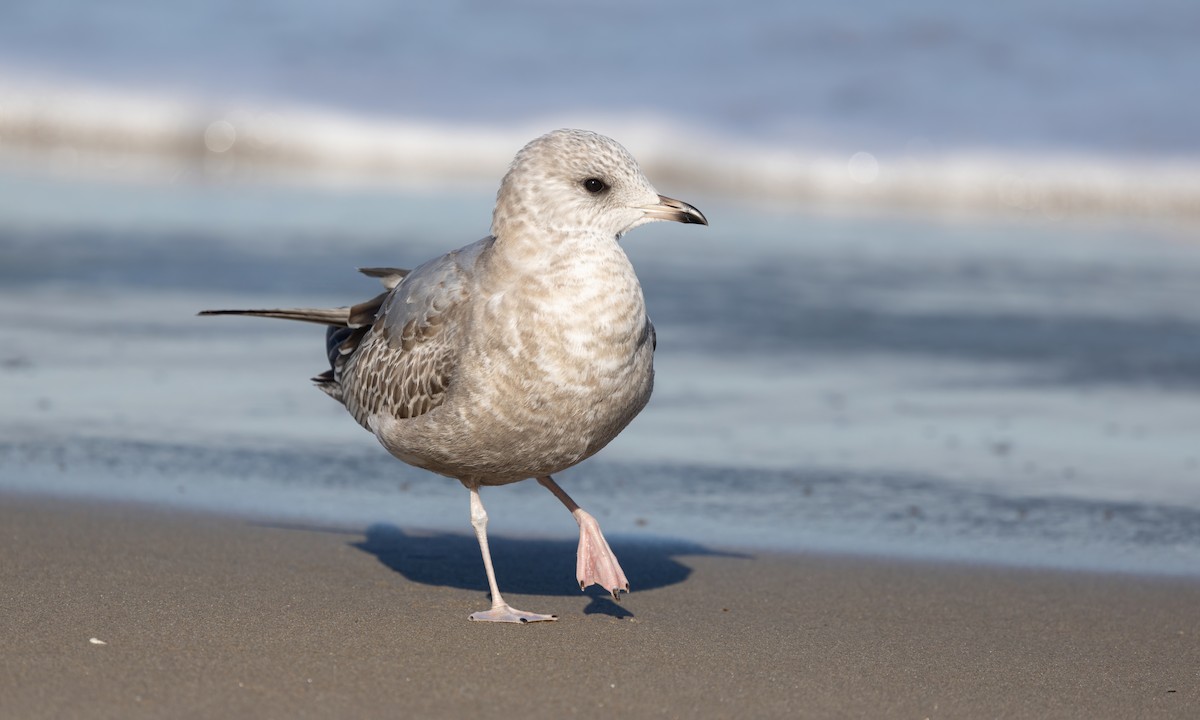 Short-billed Gull - ML613646787