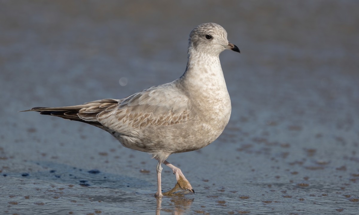 Short-billed Gull - Paul Fenwick