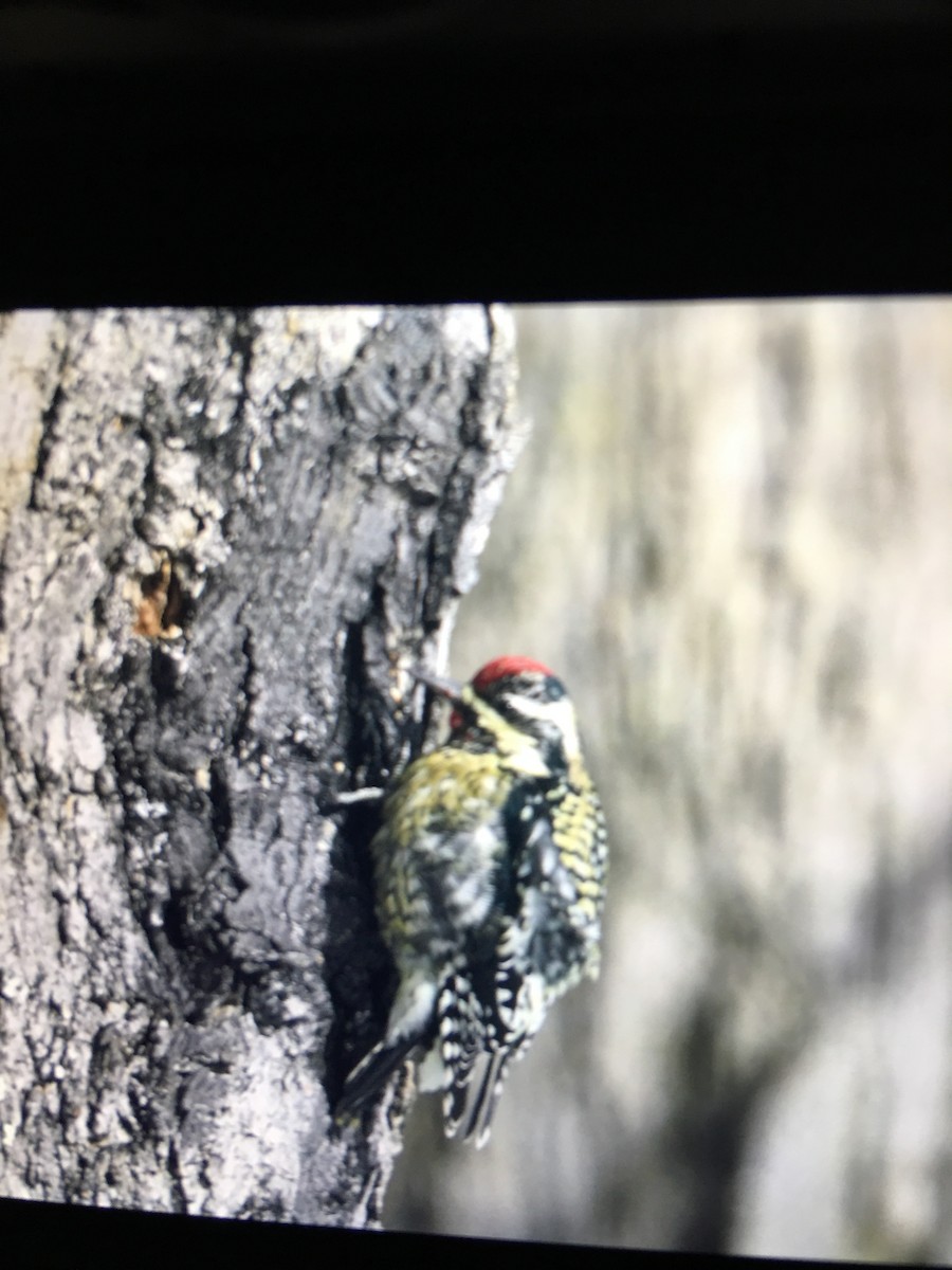 Yellow-bellied Sapsucker - ML613646866