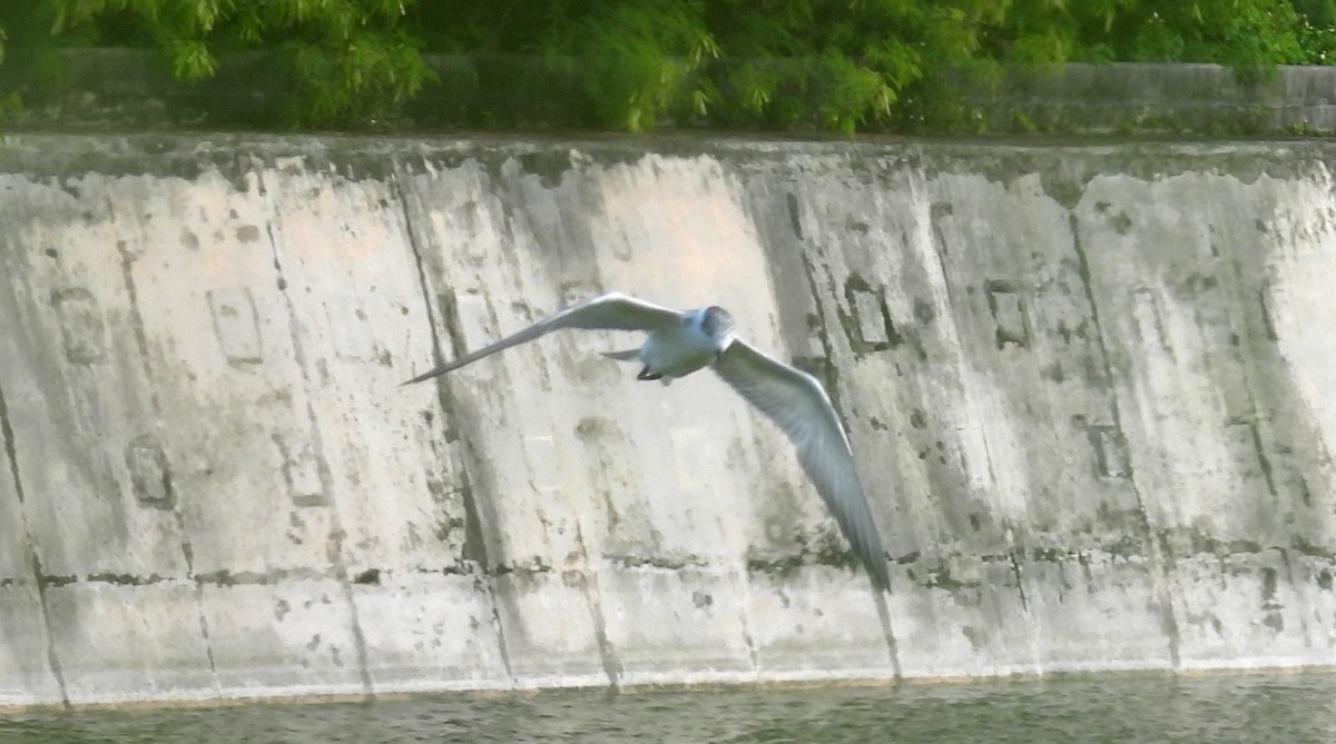 Whiskered Tern - ML613646891