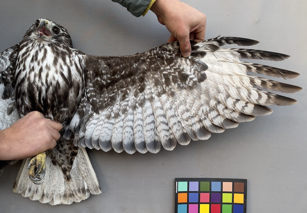 Red-tailed Hawk - ML613646895