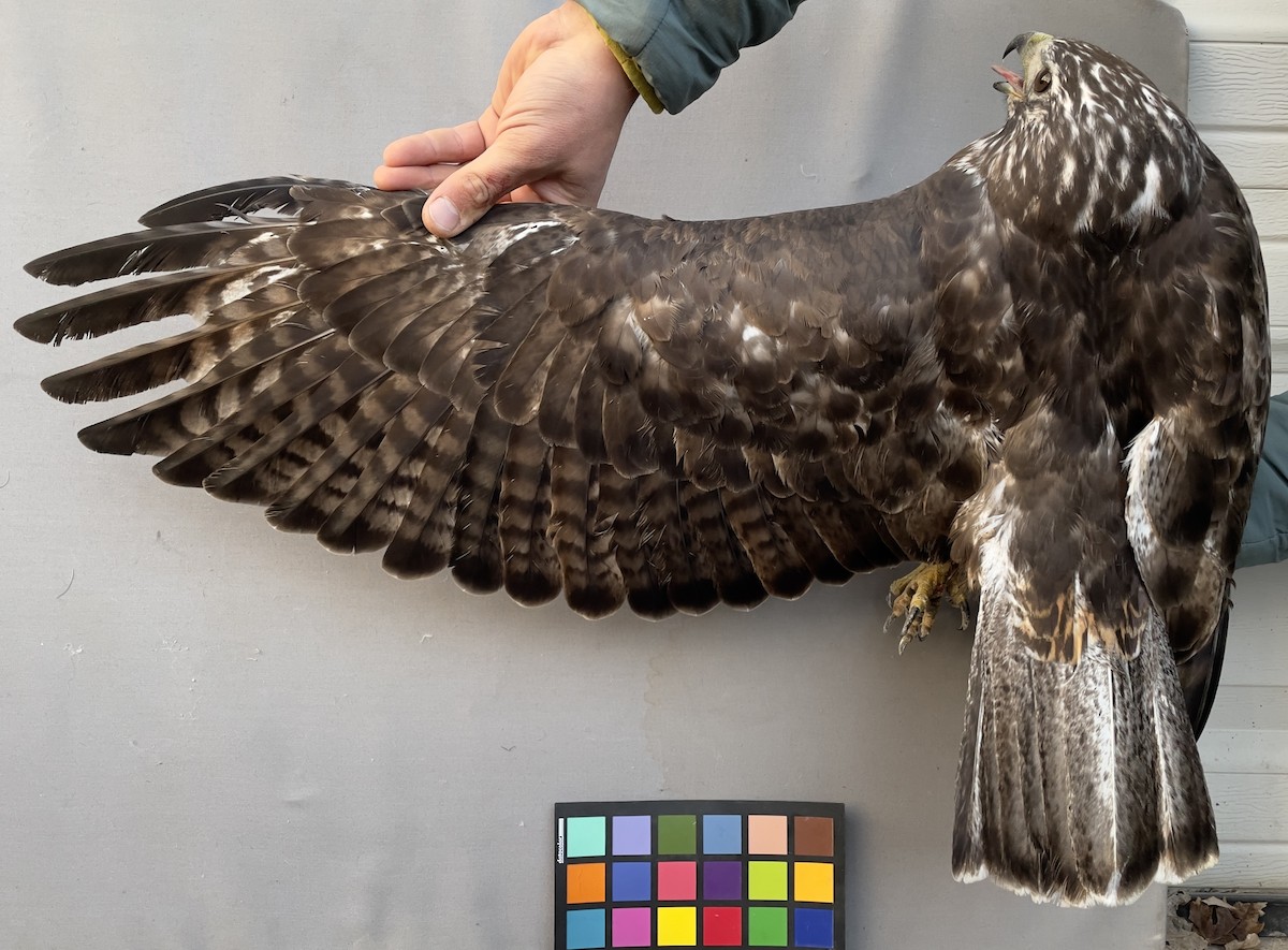 Red-tailed Hawk - ML613646898