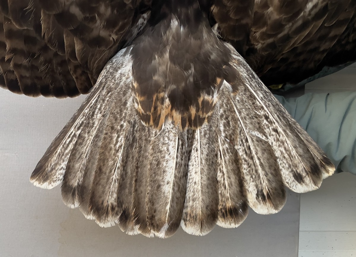 káně rudochvostá - ML613646904