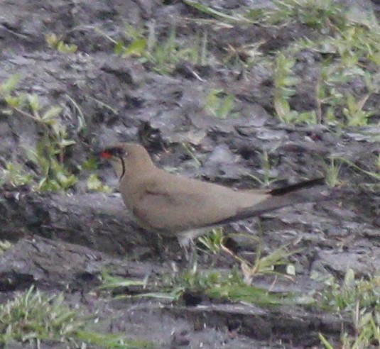 Collared Pratincole - ML613646905