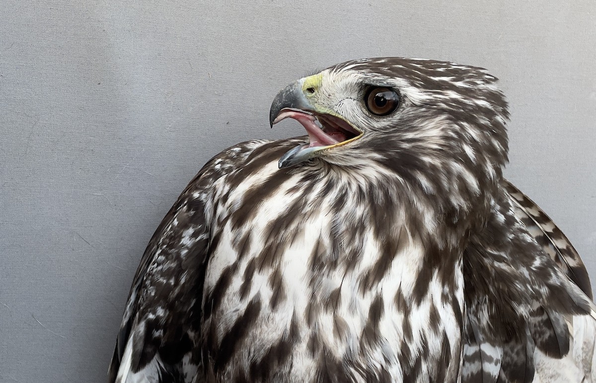 Red-tailed Hawk - ML613646908