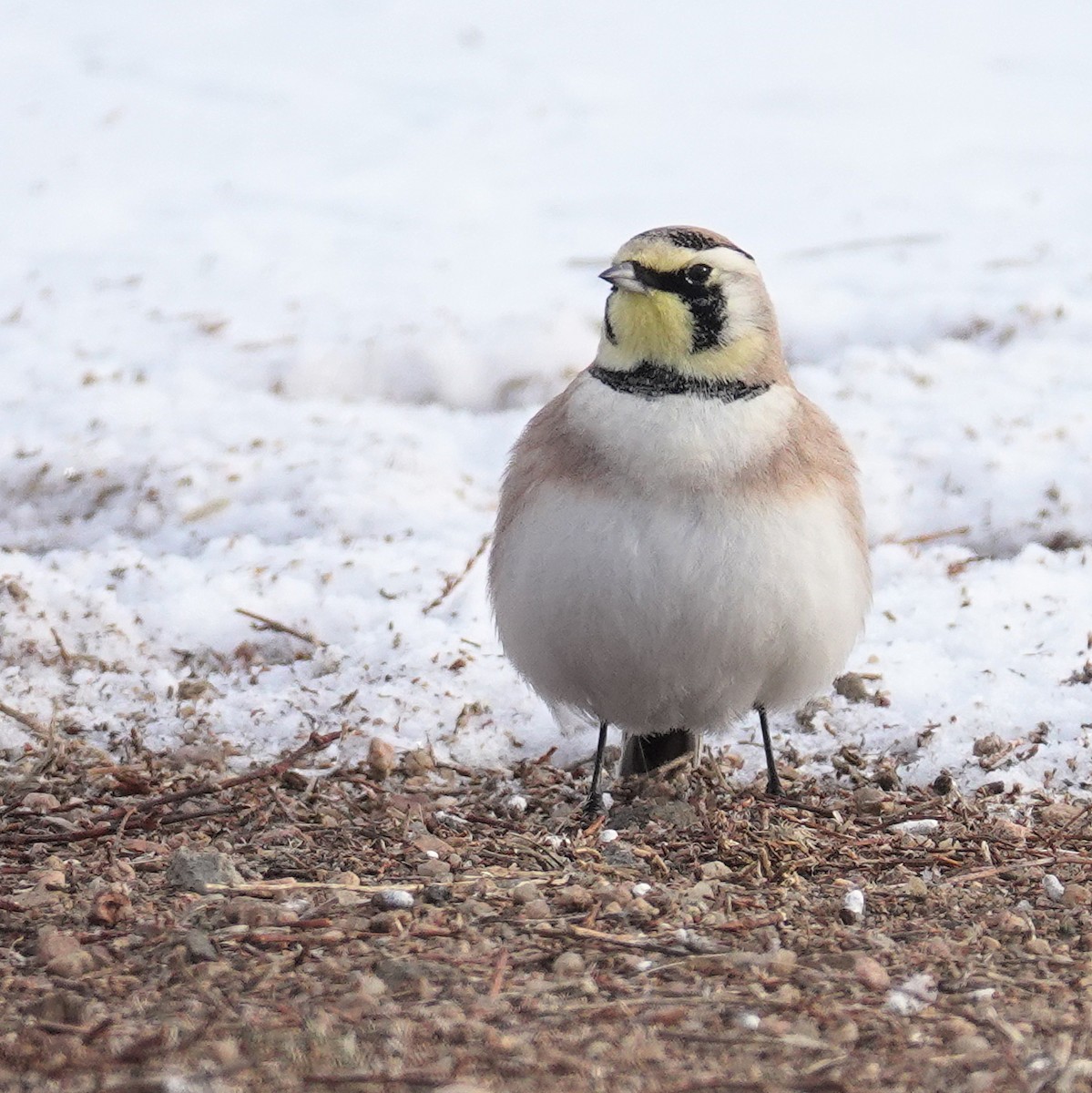 Horned Lark - Joey Kellner