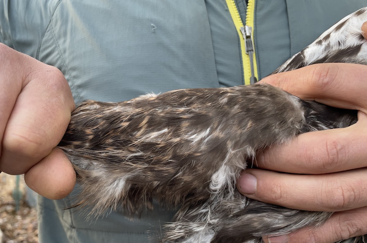 Red-tailed Hawk - ML613646943