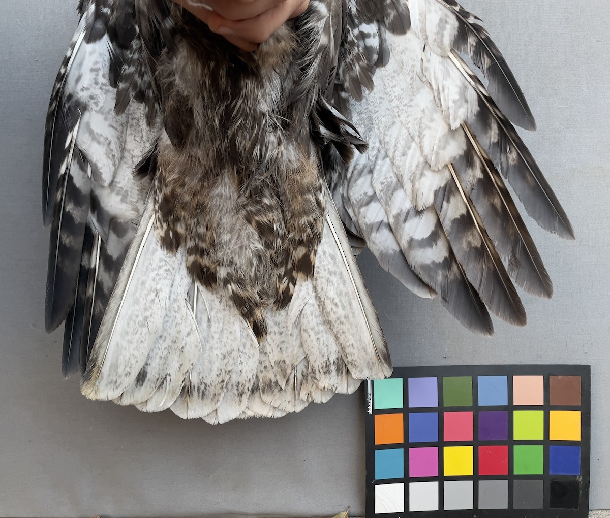 Red-tailed Hawk - ML613646944