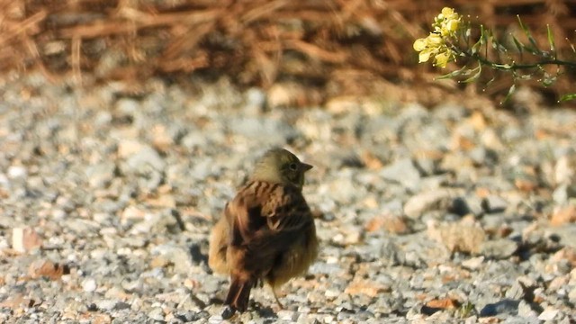 Ortolan Bunting - ML613646995