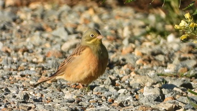 Ortolan Bunting - ML613646996