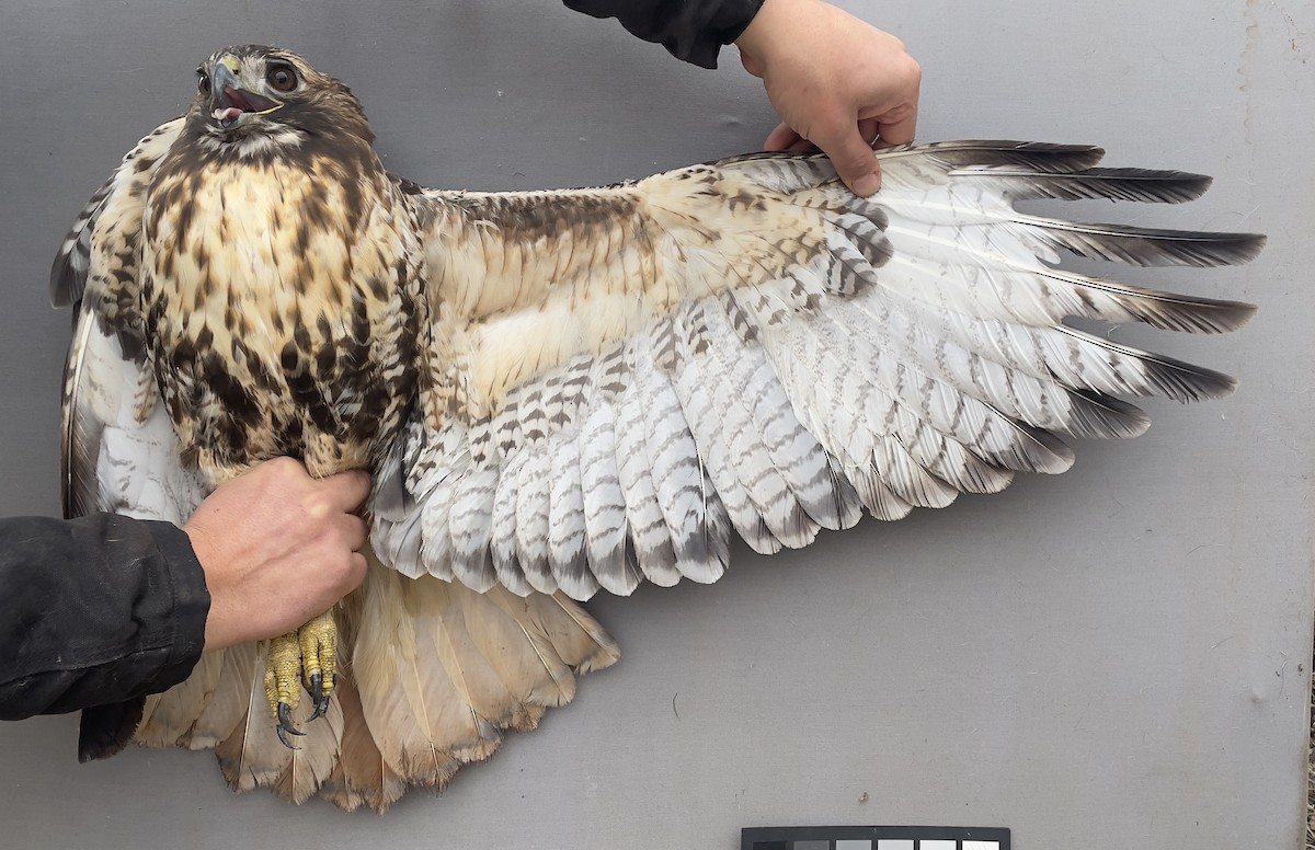 Red-tailed Hawk - ML613647002