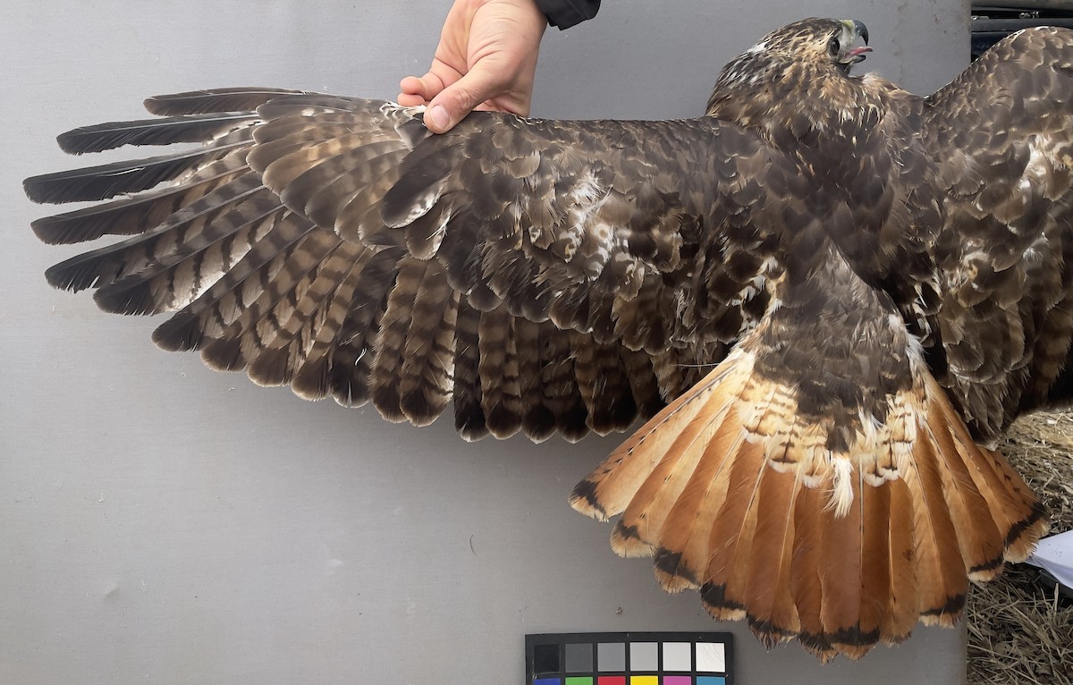 Red-tailed Hawk - ML613647004