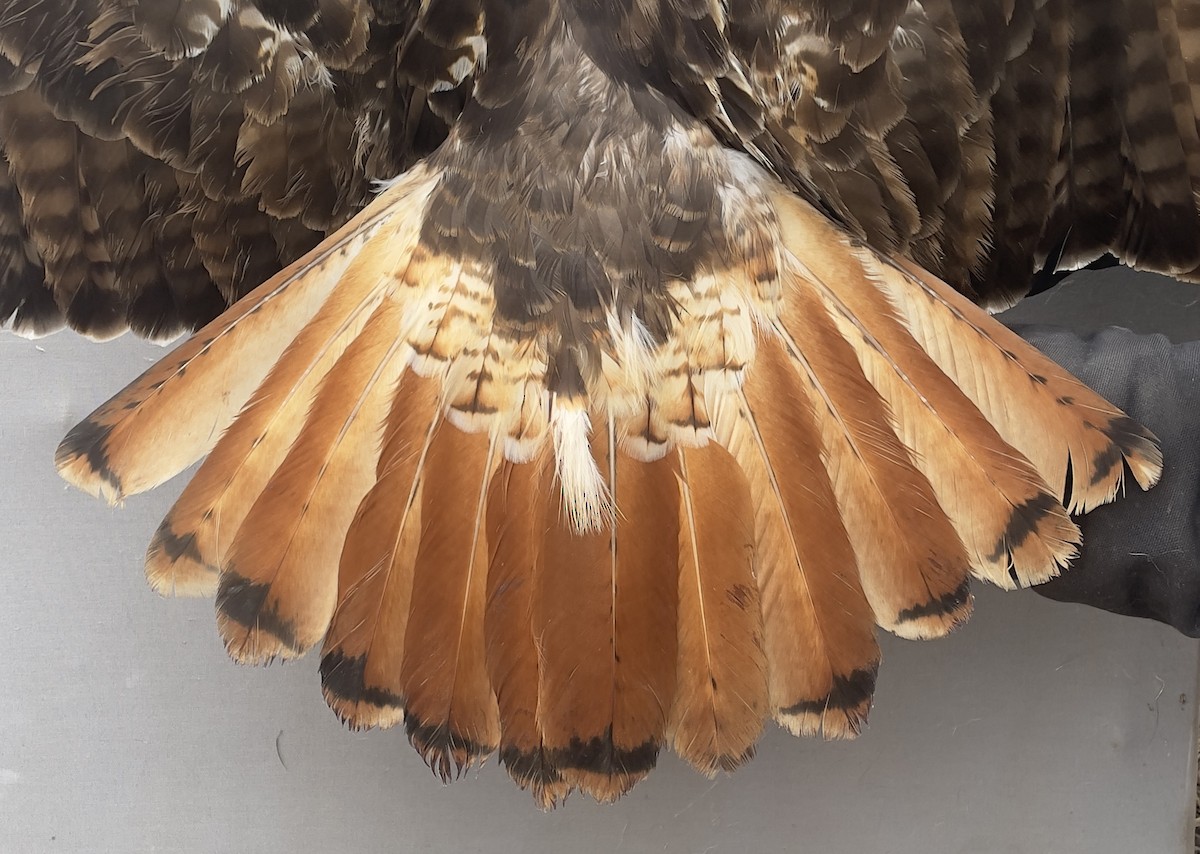 Red-tailed Hawk - ML613647007