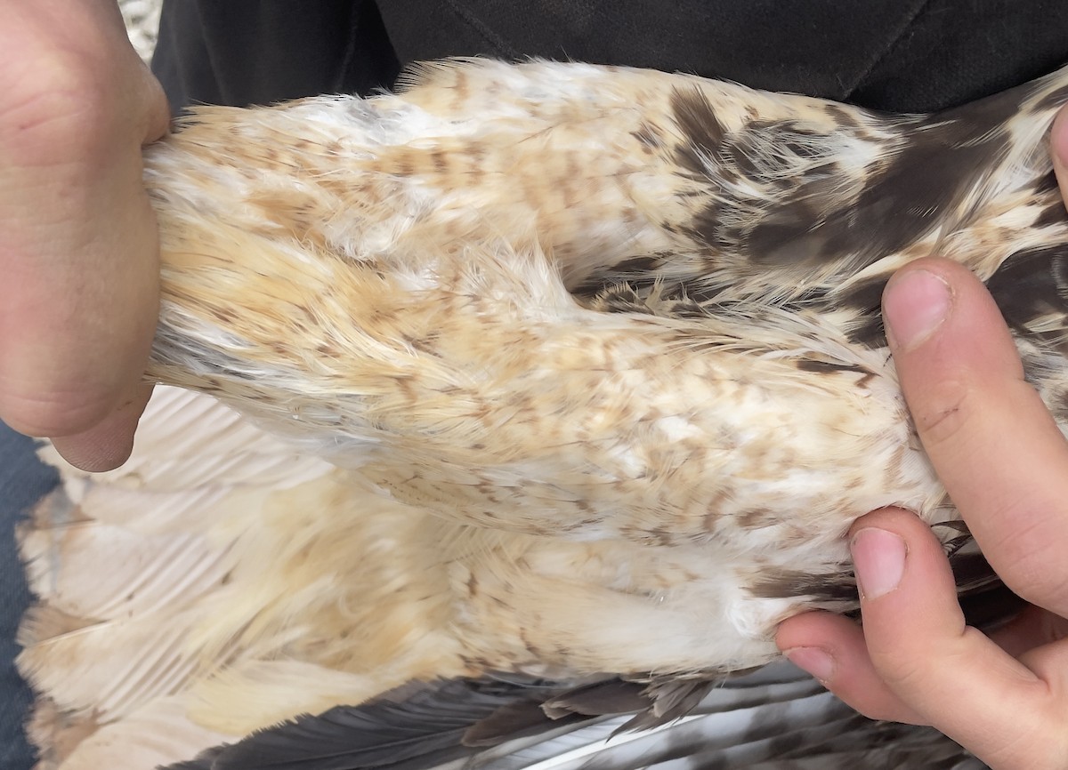 Red-tailed Hawk - ML613647035