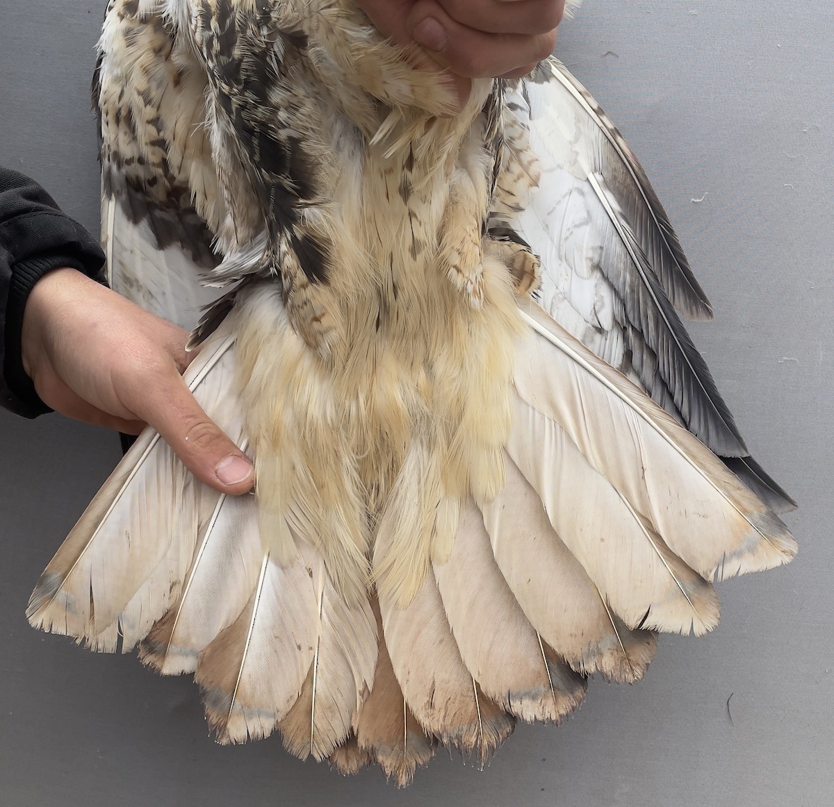 Red-tailed Hawk - ML613647110