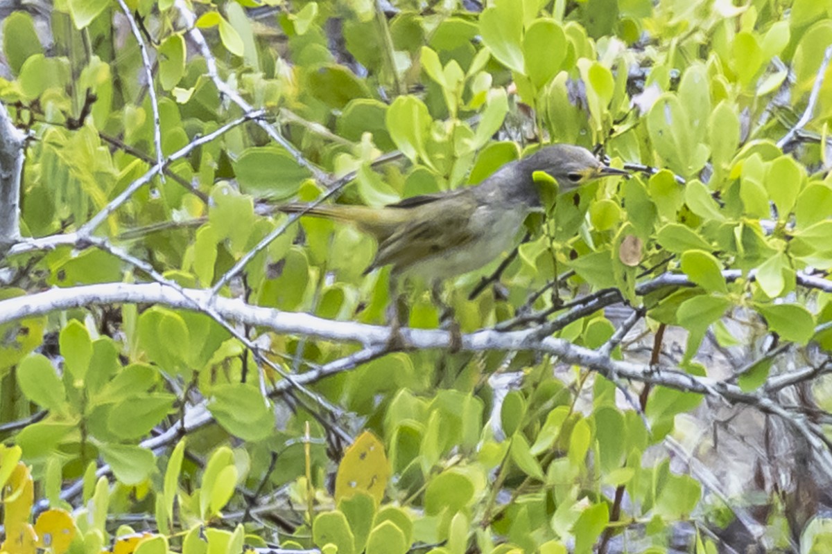 Yellow Warbler - ML613647119