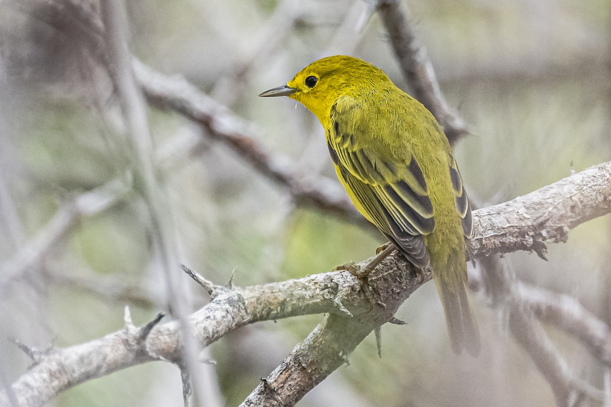 Yellow Warbler - ML613647120