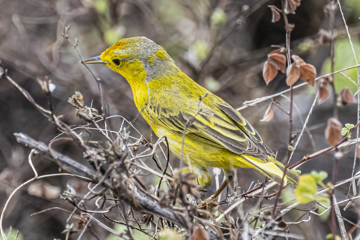 Yellow Warbler - ML613647122