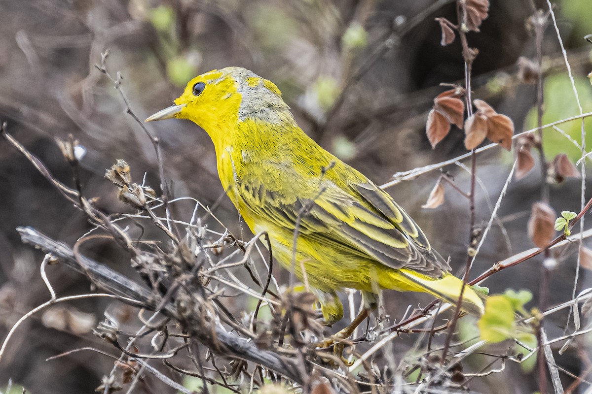 Yellow Warbler - ML613647123