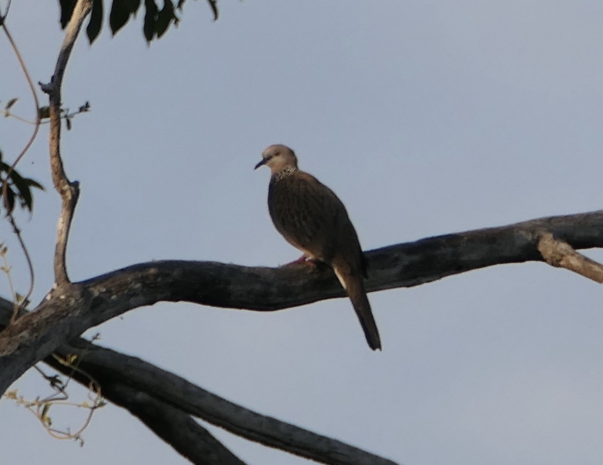Spotted Dove - ML613647133