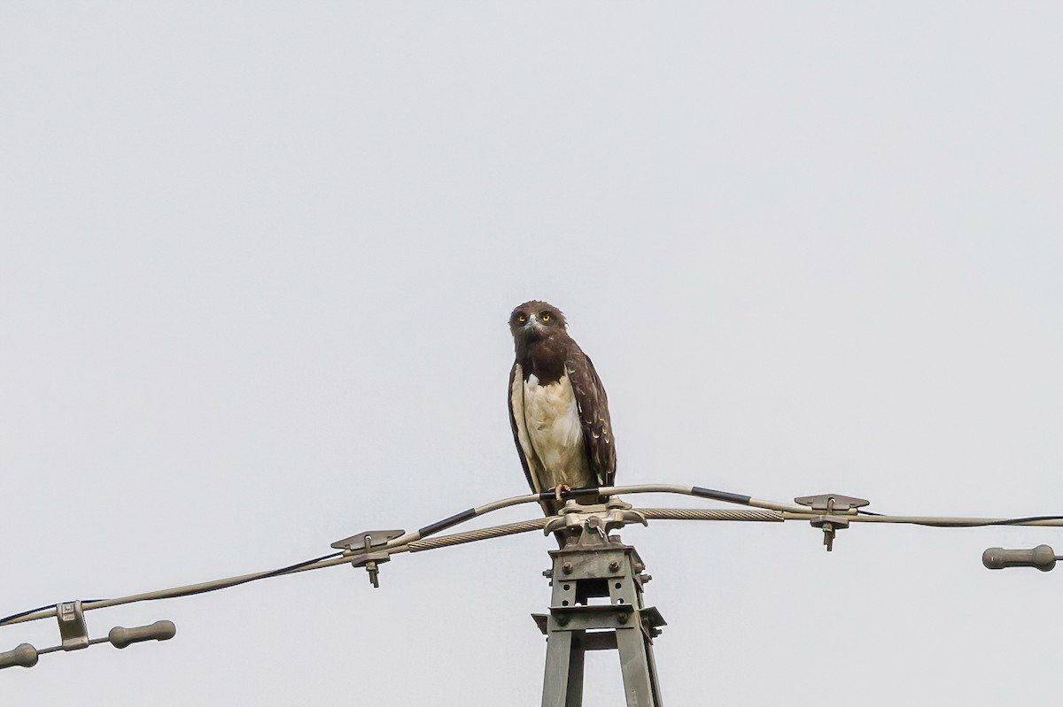 Black-chested Snake-Eagle - Manuel Fernandez-Bermejo