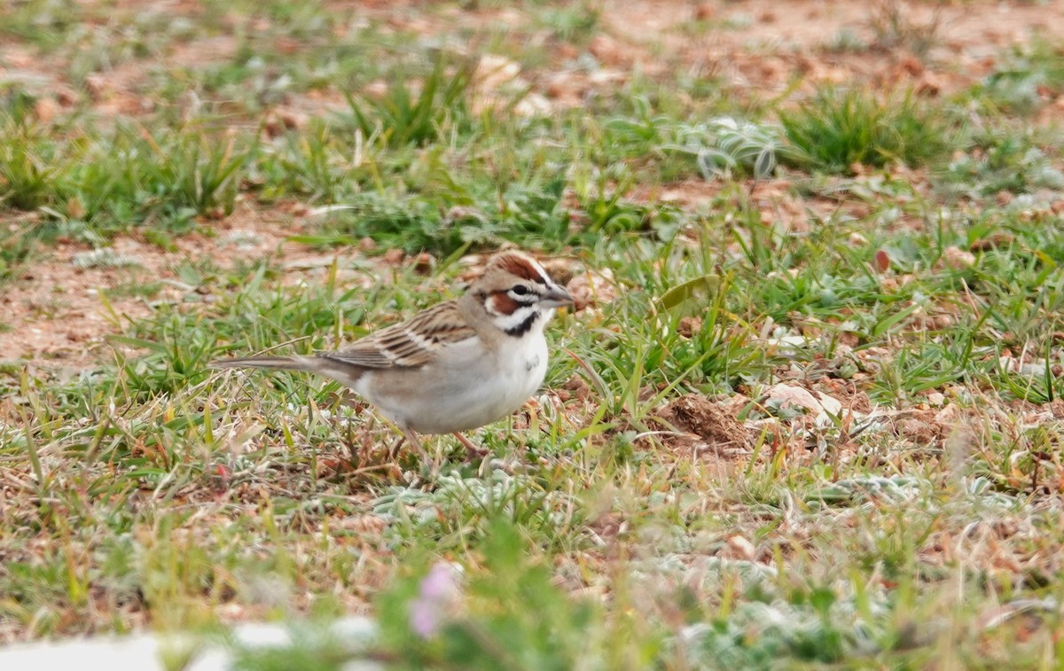 Lark Sparrow - ML613647138