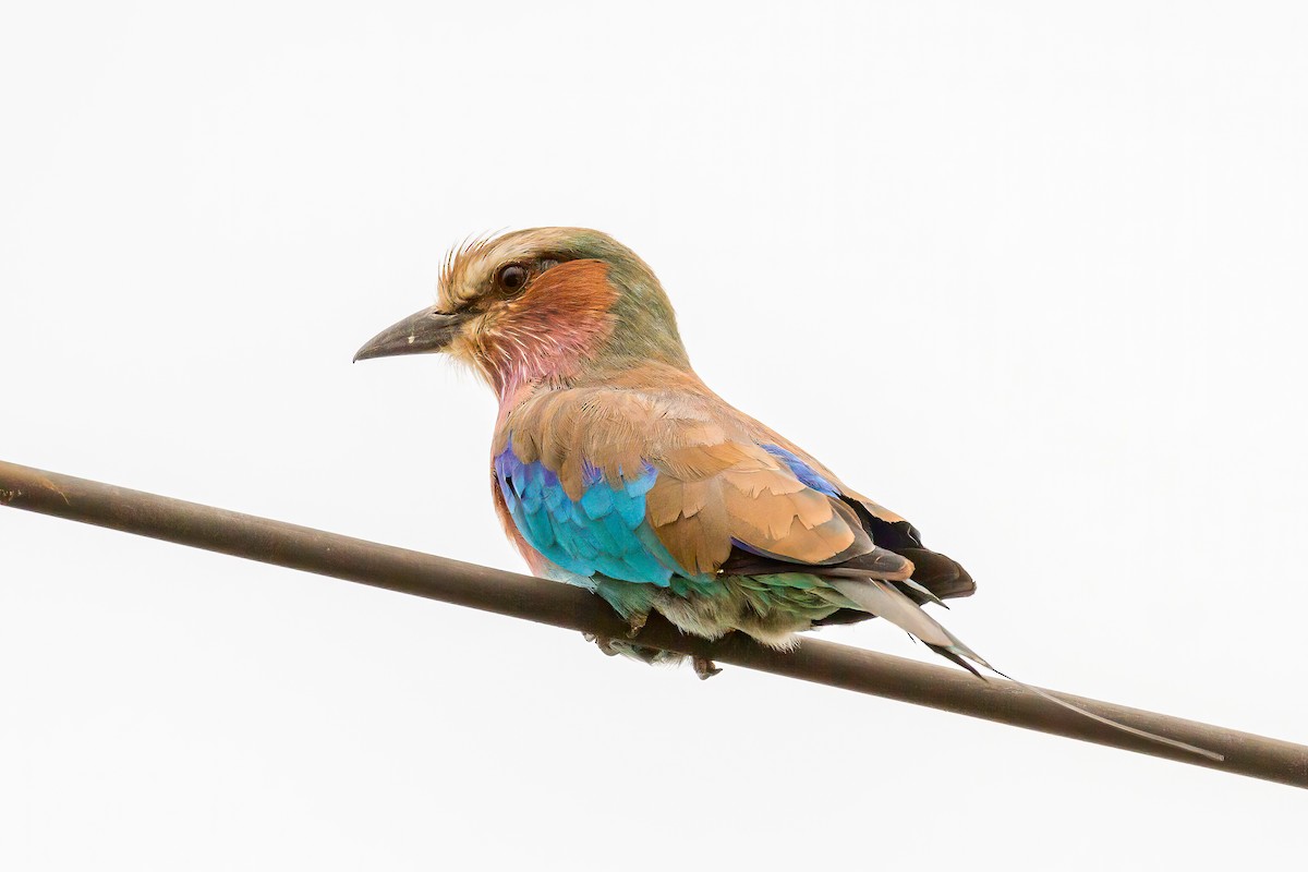 Lilac-breasted Roller - Manuel Fernandez-Bermejo