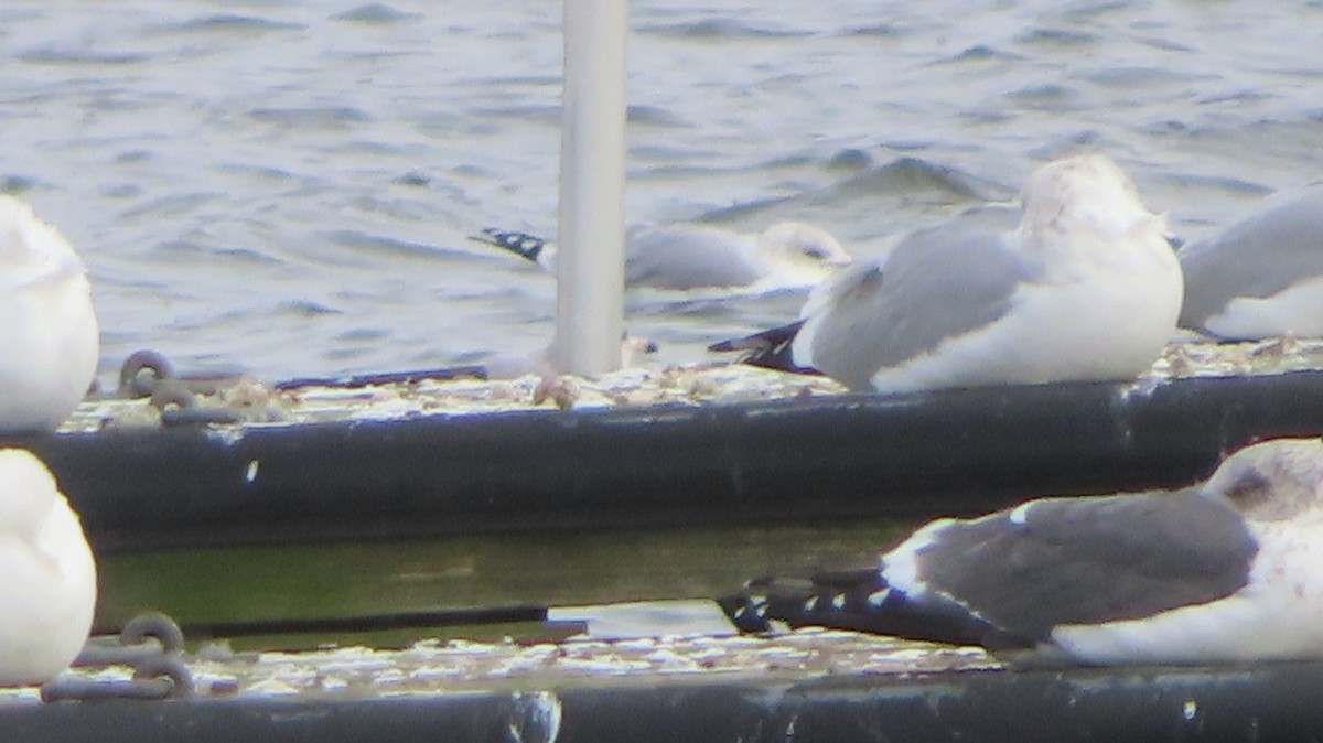 Lesser Black-backed Gull - ML613647207