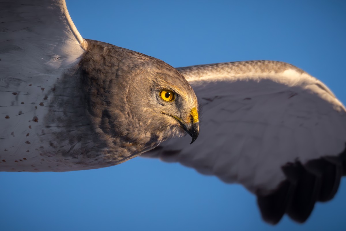 Northern Harrier - Matt Zuro